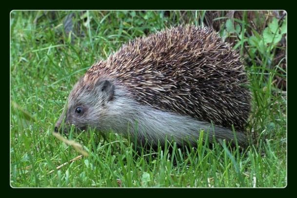 Fauna - Západných Tatier