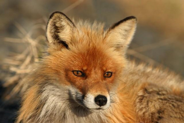 Fauna - Západných Tatier