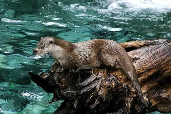 Fauna - Západných Tatier