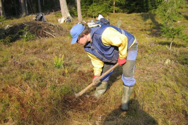 Zalesňovanie 2010