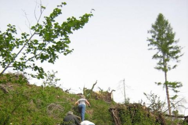 Zalesňovanie 2007